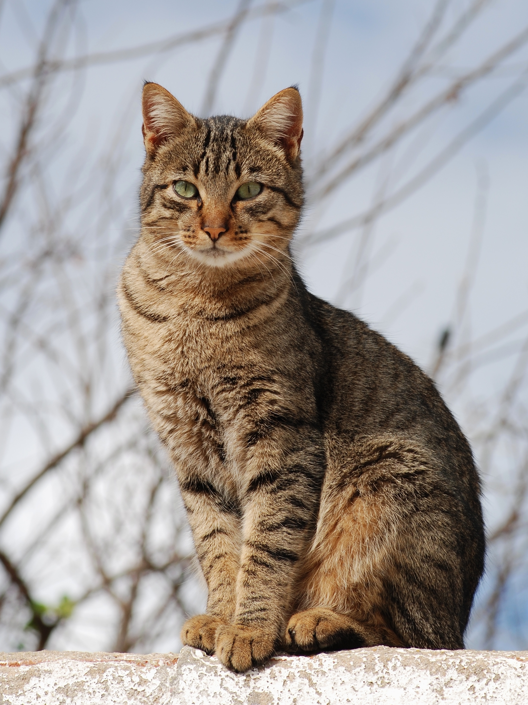Alert domestic cat representing playful feline hunting behavior and ankle attacks